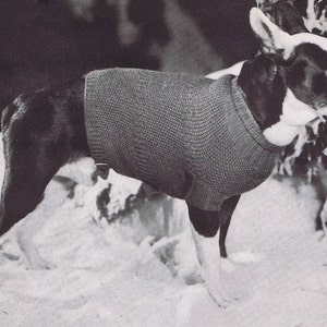 K&ouml;nnte beinhalten: Ein schwarz-wei&szlig;er Boston Terrier, der einen grauen Strickpullover tr&auml;gt. Der Hund steht im Schnee.