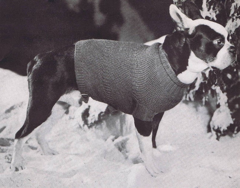 K&ouml;nnte beinhalten: Ein schwarz-wei&szlig;er Boston Terrier, der einen grauen Strickpullover tr&auml;gt. Der Hund steht im Schnee.
