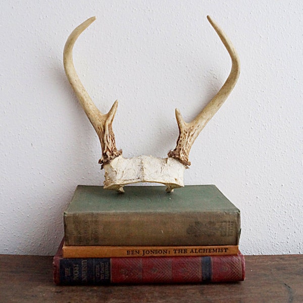 Vintage Deer Antlers - Small Two Point  Antlers