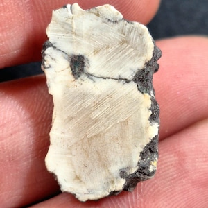 May include: A small, irregularly shaped rock fragment with a cream-colored interior and a dark, charcoal-colored border. The cream-colored section has a textured, striated pattern with dark veins.