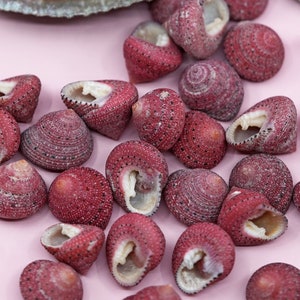 Puede incluir: Una colección de pequeñas conchas rosadas con una superficie texturizada. Las conchas están esparcidas sobre un fondo rosa, con algunas conchas más grandes en una concha de abulón.