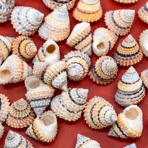 Può includere: Una collezione di conchiglie in varie tonalità di marrone, bianco e crema, con motivi e trame intricate. Le conchiglie sono disposte su uno sfondo rosso.