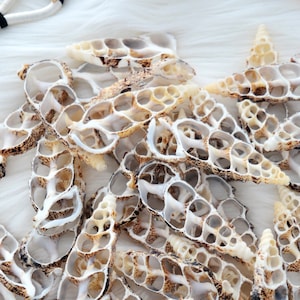 Cerithium Aluco Seashell Slices – 5 Natural Spiral Shell Pieces for DIY Crafting, Shell Mirrors, Beach Decor, and Jewelry Supplies