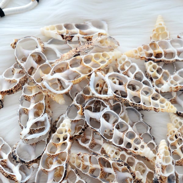 Cerithium aluco Seashell Slices, 5 pieces / Cut Cerithium Shells, Spiral Shells, Conchs, Natural Sea Shell, Nautical, Pendants / White