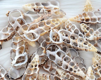 Cerithium aluco Seashell Slices, 5 pieces / Cut Cerithium Shells, Spiral Shells, Conchs, Natural Sea Shell, Nautical, Pendants / White