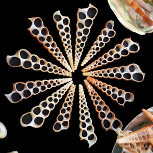 Terebra turritella Shell Slices, 5 pieces / Cut Shells, Spiral Shells, Spiral Seashells, Conch, Shell Craft, Shell Pendants / Supplies