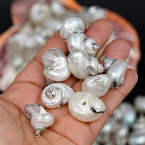 May include: A collection of small, iridescent white seashells with silver metal loops, suitable for jewellery. The shells, held in a hand, have a spiral design. More shells are visible in the background, against a dark backdrop.
