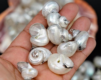 Könnte beinhalten: Nahaufnahme einer Hand, die eine Auswahl kleiner, weiß schimmernder Muscheln mit silberfarbenen Metallschlaufen hält. Die spiralförmigen Muscheln sind für die Schmuckherstellung gedacht. Weitere Muscheln sind im Hintergrund zu sehen.