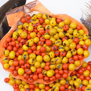 Citrus Mix: Yellow, Orange Real Acai Beads from South America, 6-10mm | 100 beads | Eco-Friendly Beads, Natural Seeds, DIY Jewelry Supplies