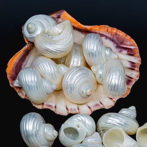 May include: A collection of small, iridescent white snail shells with spiral ridges, some clustered inside a larger, open fan-shaped shell that features a dark orange and purple-brown rim. The shells have a glossy, pearlescent finish.