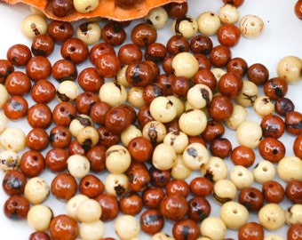 Caramel Cream Mix Acai Beads, Natural Acai Seed Beads, 6-10mm, 100 count - Eco Friendly Jewelry Supplies