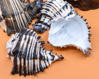 Black Murex Cut Shells, 1 pc / Muricanthus nigritus Sea Shells, 3.5-4.5 inches seashells / Beach Shells, Shells for Decor, Jewelry Supplies