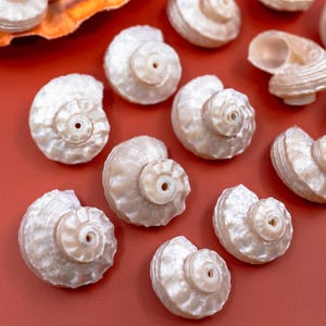 Spiral Pearl Delphinula Shells – 5pcs, Drilled or Undrilled, Polished Spiral Seashells for Jewelry Making, Crafts, and Coastal Decor | Turbo