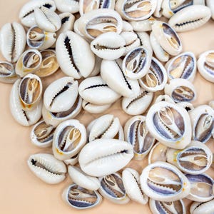 Genuine Center Cut African Cowrie Shells – Cypraea Annulus, 10 pcs, Mixed Size 15–27mm | Cowry Shells, Natural Sea Shells, Divination