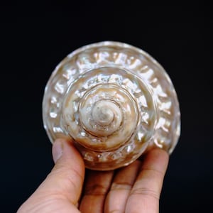 Astraea turban Shells: Extra Large Whole Pearlized Wavy Top Aestrae turbanicum Seashells, sold by each, Seashell Crafts, Shell Decor, Supply