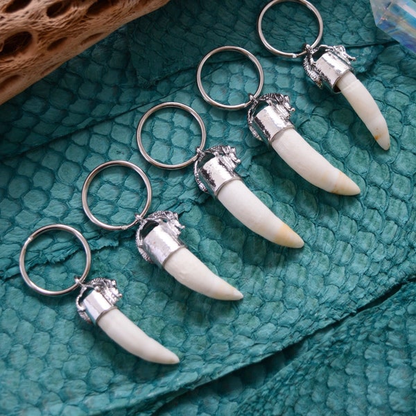 Gator Teeth: Naturally Shed Gator Tooth Keychain, 1 pc x 5.5" average / Alligator Teeth, Amulets, Shaman Tools, Gifts