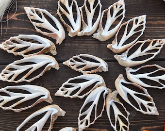 Strombus Aurisdiane Shell Slices, Diana Conch Cut Shells, 2–3 Inch, 5 Pieces