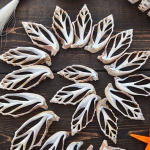 Strombus aurisdiane Seashell Slices, 5 pieces / Cut Strombus Shells, Spiral Shells, Natural Sea Shell, Nautical, Shell Pendants / Supplies