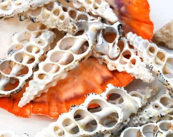 May include: A collection of white, intricately patterned seashells with small holes throughout. The shells are arranged in a pile on a white surface.