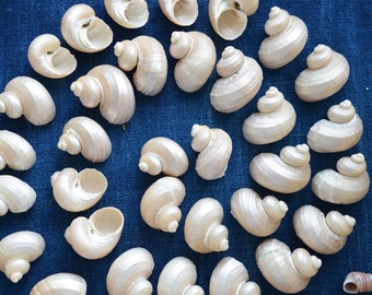 Turbo Pearl Seashell, 5 piezas / Conchas Espirales de Perlas, Joyería de Playa, Conchas, Caracolas, Concha de Mar Natural, Náutica, Colgantes de Conchas