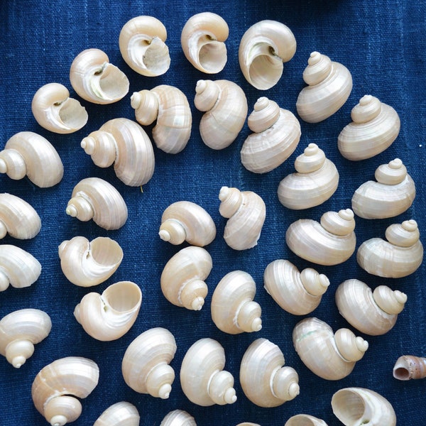 Turbo-Perlenmuschel, 5 Stück / Perlenspiralmuscheln, Strandschmuck, Muscheln, Conchs, natürliche Muschel, Nautik, Muschelanhänger