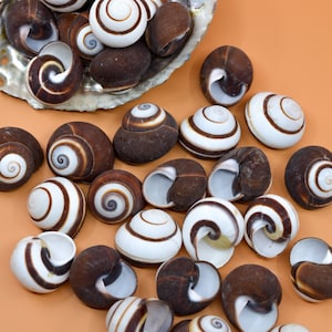 Chocolate Swirl Land Snail: Polished Land Snail, 2 shells, Hermit Crab Shells, Hermit Crab Changing Shell, Hermit Crab Tank Decor, Seashells