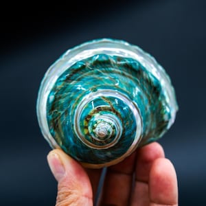 Turbo Marmoratus Shells: Extra Large Whole Pearl Banded Turbo Marmoratus Seashells, sold by each, Sea Shell Crafts, Shell Decor, Supplies
