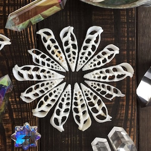 Cerithium vertagus Seashell Slices, 5 pieces / Spiral Shells, Conchs, Natural Seashell, Seashell Crafts, Shell Pendants / Supplies
