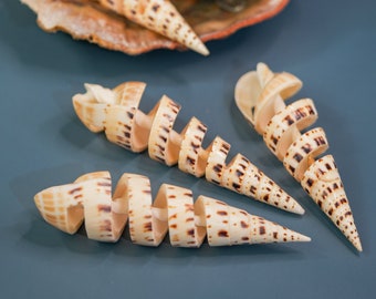 Spiral Cut Terebra maculata Shells, Oxymeris maculata, One Large Shell, 5 inches, Seashell Ornaments, Seashells for Decoration, Supplies