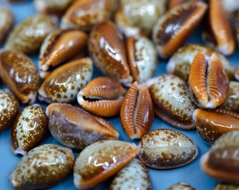 Honey Cowrie Shells: 10 pcs Cypraea Helvola Cowrie, Cowrie Shell Crafts, DIY Shell Jewelry Making, Seashell Supplies, Jewelry Shell Beads