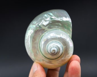 Large Turbo Shell 3 Inch, Pearl Turbo Seashell, Hermit Crab Shells (1 Piece)