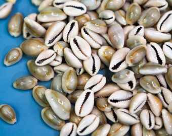 May include: A close-up of a pile of cowrie shells on a blue surface. The shells are white with brown and black markings.