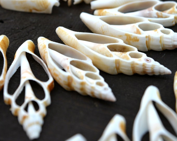 Seashells • Shells