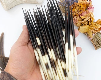 Authentic African Porcupine Quills, 5 pcs, 5-7" Medium quills, Quill Needles for Quillwork, Quills for Hats, Quills for Jewelry, Beads
