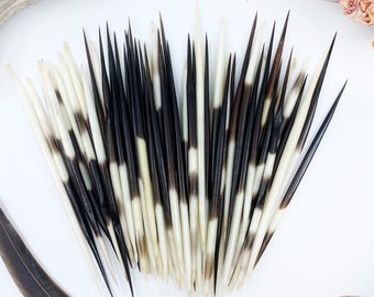 Small Natural Porcupine Quills, 3.5-4 Inch, 5 Pieces, Jewelry Making, Quillwork Supply