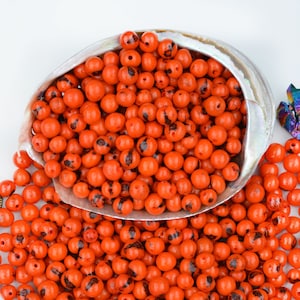 May include: A large quantity of orange beads with black markings. The beads are scattered on a white surface and in a shell.