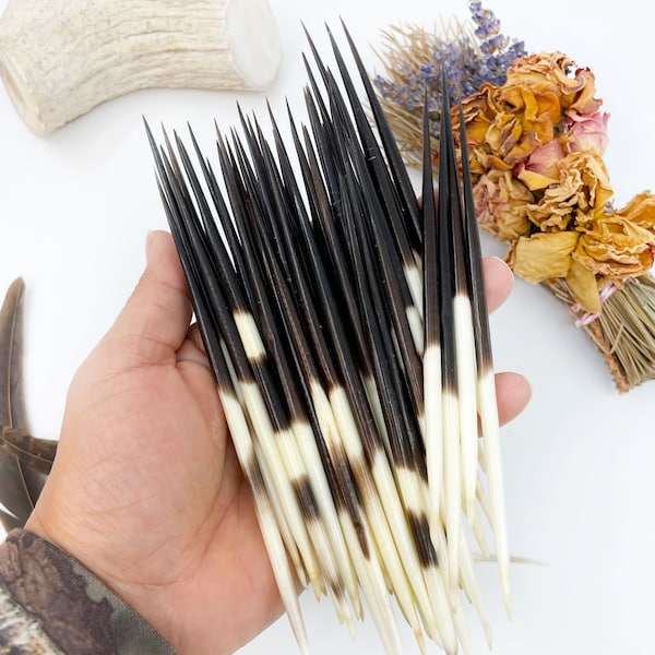 Authentic African Porcupine Quills, 5 pcs, 5-7" Medium quills, Quill Needles for Quillwork, Quills for Hats, Quills for Jewelry, Beads