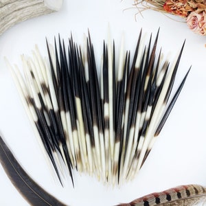 Authentic African Porcupine Quills, 5 pcs, 3.5-4&quot; Small quills, Quill Needles for Quillwork, Quill for Hats, Quill Jewelry, Quill Earring