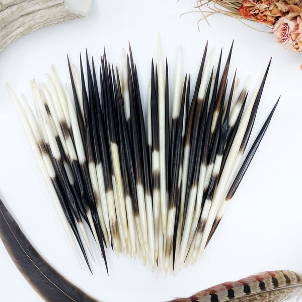 Authentic African Porcupine Quills, 5 pcs, 3.5-4" Small quills, Quill Needles for Quillwork, Quills for Hats, Quills for Jewelry, Beads