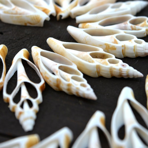 Rodajas de concha de Strombus vittatus, 5 piezas / Conchas en espiral, caracoles, caracoles marinos, náuticos, colgantes de concha / Suministros de joyería de concha