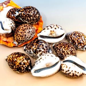XL Tiger Cowrie Shell – Super Polished Natural Cowry Seashell, 2.5 to 3 inches | Drilled or Undrilled | Statement Shell, Beach Wedding