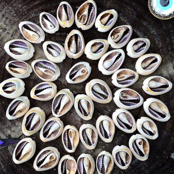 Cut Cowrie: Natural Slices Cowrie Shells from Kenya, 10 pieces, 14x23mm / Seashell, Sea Shell, Cowrie Shell, Ethnic, Tribal, Jewelry Making
