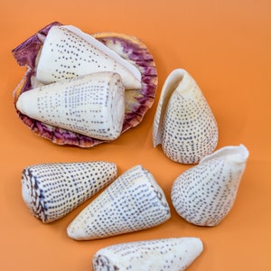 Surat Cone Shell: Large White and Brown Surat Cone Sea Shells, 1 pc / Speciment Shells, Snails, Hermit Crab Tank Decor, Jewelry Supplies