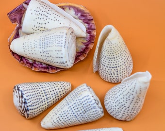 Surat Cone Shell: Large White and Brown Surat Cone Sea Shells, 1 pc / Speciment Shells, Snails, Hermit Crab Tank Decor, Jewelry Supplies
