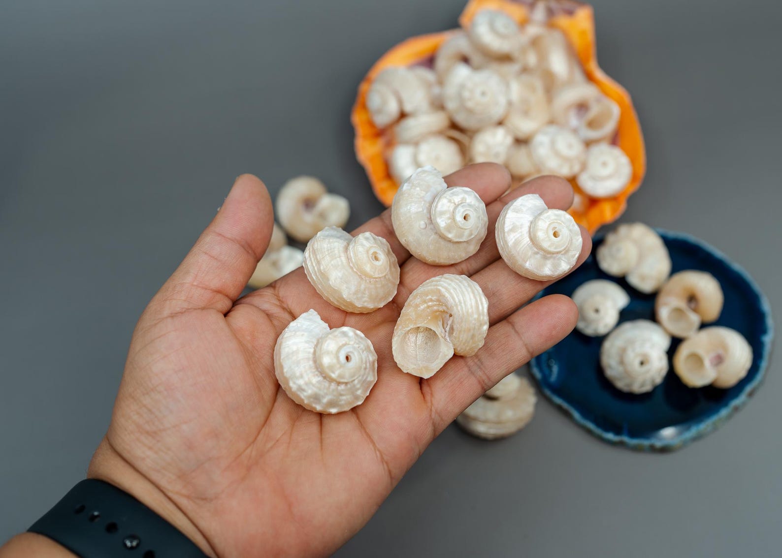Delphinula Shell Spiral Pearl Delphinula Shells – 5pcs, Drilled or Undrilled, Polished ...