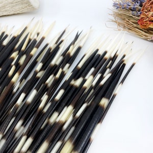 Authentic African Porcupine Quills, 5 pcs, 9-12 long quills, Quill Needles for Quillwork, Quills for Hats, Quills for Jewelry, Beads image 6