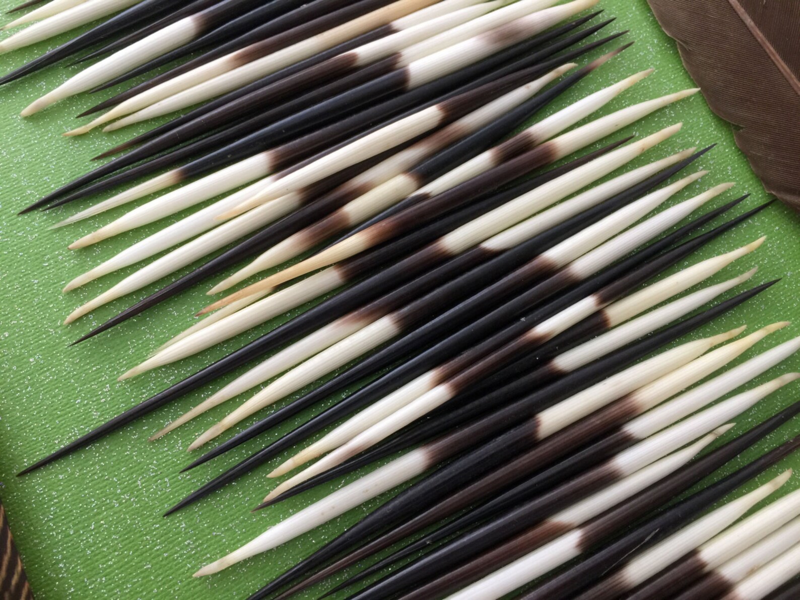 Authentic African Porcupine Quills 5 Small pcs / 46 Etsy