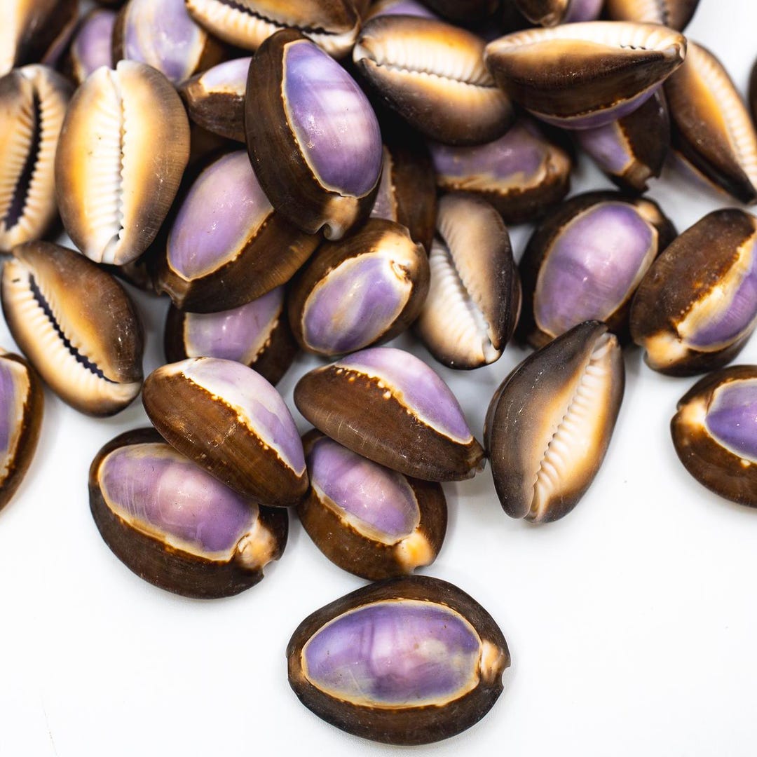 Snakehead Purple Top Cowrie Shells, 5 Shells, 1-1.5 Inches | Natural ...