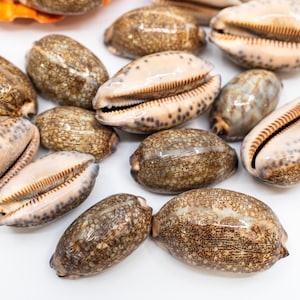 Puede incluir: Una colección de conchas de cauri en varios tonos de marrón y blanco. Las conchas tienen una superficie lisa y pulida y están dispuestas sobre un fondo blanco.