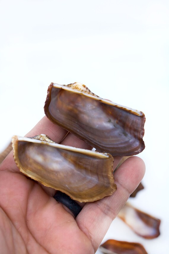 さくら‪✿［新品レア・貝殻光＆ホロ金あり・5mPET］海外 男性5個セット Turkey Wing Ark Clam Seashells Arca Zebra (20 shells 1.5+ inches